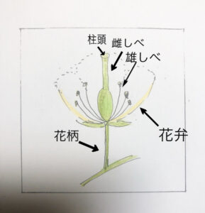 花の描き方 初心者でも上達出来るつくり別花の書き方のコツ 白い器にフリーハンド絵付け